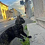 Layka a rejoint le concours — aidez-le/la à gagner de superbes lots ! animal, building, car, cat, cloud, collar, concrete, curious, daytime, exploration, grass, outdoor, pet, road, sidewalk, sky, step, street, tortoiseshell, urban