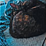 Layka a rejoint le concours — aidez-le/la à gagner de superbes lots ! animal, blanket, casual, cat, clutter, cozy, curled_up, denim_jacket, dishes, fur, furniture, indoor, pet, resting, sleeping, snacks, soft_surface, table, tortoiseshell, warm_lighting