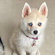 Zoé a rejoint le concours — aidez-le/la à gagner de superbes lots ! animal, beige_fur, blue_eyes, charm, collar, cute, dog, ears, face, floor, fur, indoor, looking, pet, puppy, sitting, small_dog, tile, white_fur, young