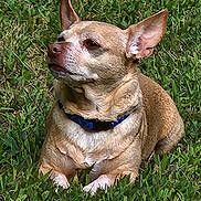Short Man is registered to the contest to win money with this photo: dog, tan_dog, small_dog, grass, outdoor, pet, canine, collar, resting, animal, nature, greenery, ears, fur, side_view, cute, calm, sunny, daytime, mammal