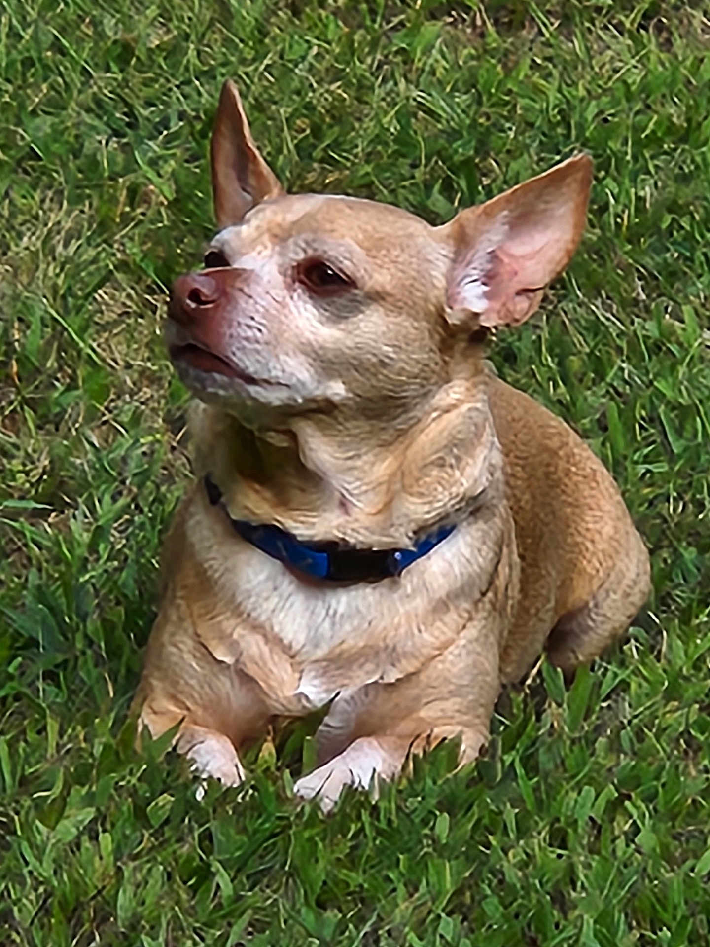 Short Man is registered to the contest to win money with this photo: dog, tan_dog, small_dog, grass, outdoor, pet, canine, collar, resting, animal, nature, greenery, ears, fur, side_view, cute, calm, sunny, daytime, mammal
