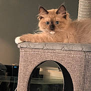 Gaia is registered to the contest to win money with this photo: animal, blue_eyes, cat, cat_tree, cozy, cute, domestic, fluffy, fur, furniture, home, indoor, looking, mammal, pet, portrait, relaxed, resting, tabby, whiskers