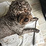 brown_fur, close_up, curious, curly_fur, dog, domestic, eyes, floor, hardwood_floor, home, indoor, looking_up, lying_down, nose, paws, pet, portrait, relaxed, scruffy, towel