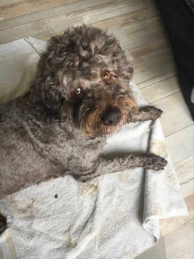Schnoupy a rejoint le concours — aidez-le/la à gagner de superbes lots ! dog, pet, indoor, towel, hardwood_floor, curly_fur, brown_fur, eyes, nose, lying_down, looking_up, close_up, portrait, floor, paws, home, domestic, curious, scruffy, relaxed
