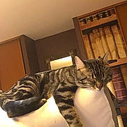 Charly a rejoint le concours — aidez-le/la à gagner de superbes lots ! cat, tabby, sleeping, couch, indoor, furniture, relaxed, pet, animal, whiskers, fur, striped, resting, home, bookshelf, mirror, cozy, paw, living_room, domestic_cat