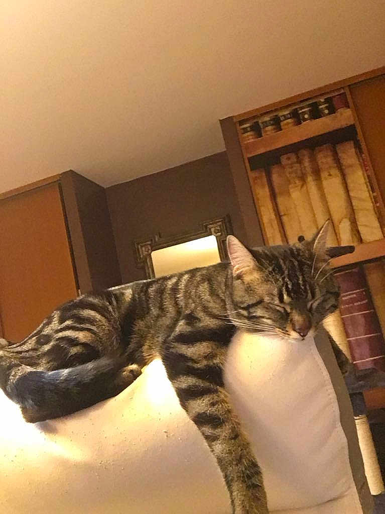 Charly a rejoint le concours — aidez-le/la à gagner de superbes lots ! cat, tabby, sleeping, couch, indoor, furniture, relaxed, pet, animal, whiskers, fur, striped, resting, home, bookshelf, mirror, cozy, paw, living_room, domestic_cat