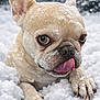 adorable, animal, canine, close_up, cold, cute, dog, ears, french_bulldog, fur, muzzle, nature, outdoor, paws, pet, playful, snow, snowflakes, tongue_out, winter