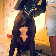 Didi a rejoint le concours — aidez-le/la à gagner de superbes lots ! dog, darth_vader, costume, helmet, black_dog, pet, indoor, home, tile_floor, person, standing, sitting, portrait, funny, cosplay, science_fiction, mask, animal, brown_and_black, photography