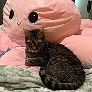 Max joined the competition — help win amazing prizes! animal, bed, blanket, cat, cozy, cuddle, cute, fur, furniture, indoor, pet, pink_octopus, plush_toy, relaxed, sleepy, soft, striped, tabby_cat, tail, whiskers