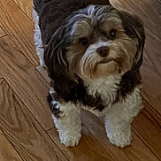 River joined the competition — help win amazing prizes! dog, small_dog, fluffy, pet, indoor, wooden_floor, looking_up, curious, brown, white, fur, cute, animal, companion, standing, domestic, friendly, canine, indoor_lighting, flooring