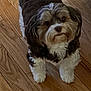 dog, small_dog, fluffy, pet, indoor, wooden_floor, looking_up, curious, brown, white, fur, cute, animal, companion, standing, domestic, friendly, canine, indoor_lighting, flooring