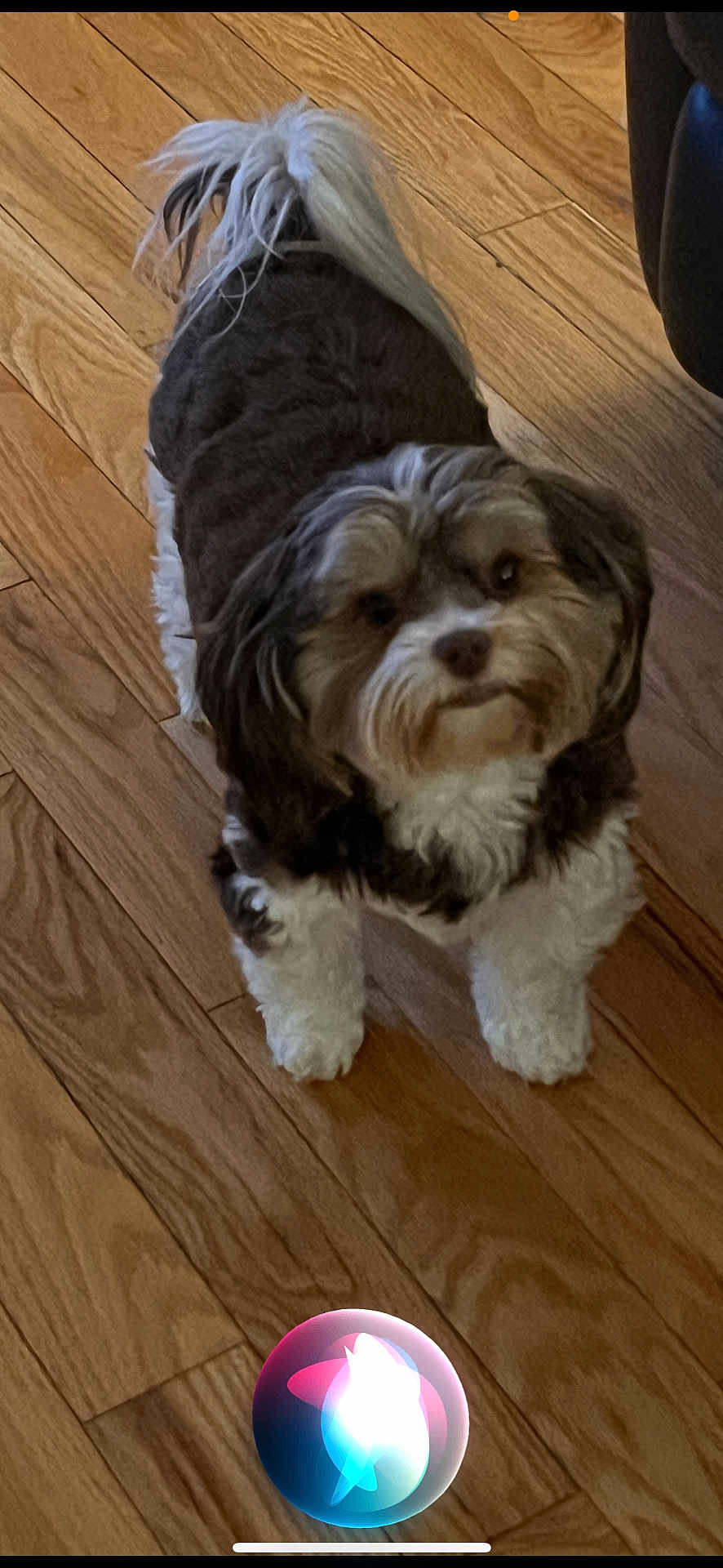 River joined the competition — help win amazing prizes! dog, small_dog, fluffy, pet, indoor, wooden_floor, looking_up, curious, brown, white, fur, cute, animal, companion, standing, domestic, friendly, canine, indoor_lighting, flooring