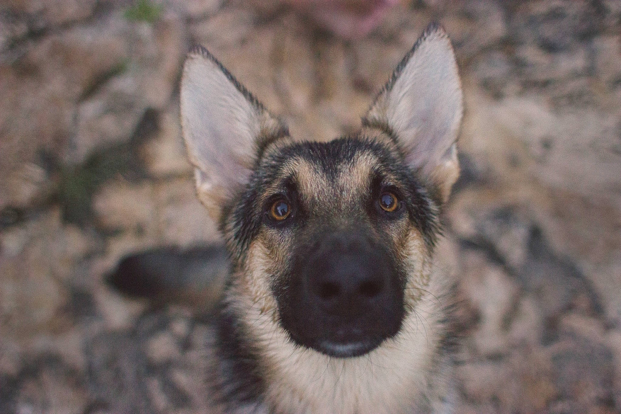 Harley joined the competition — help win amazing prizes! canidae, carnivore, dog, dog_breed, east_european_shepherd, fawn, german_shepherd_dog, king_shepherd, kunming_wolfdog, mammal, norwegian_elkhound, old_german_shepherd_dog, rare_breed_dog, seppala_siberian_sleddog, shiloh_shepherd_dog, snout, vertebrate, wildlife