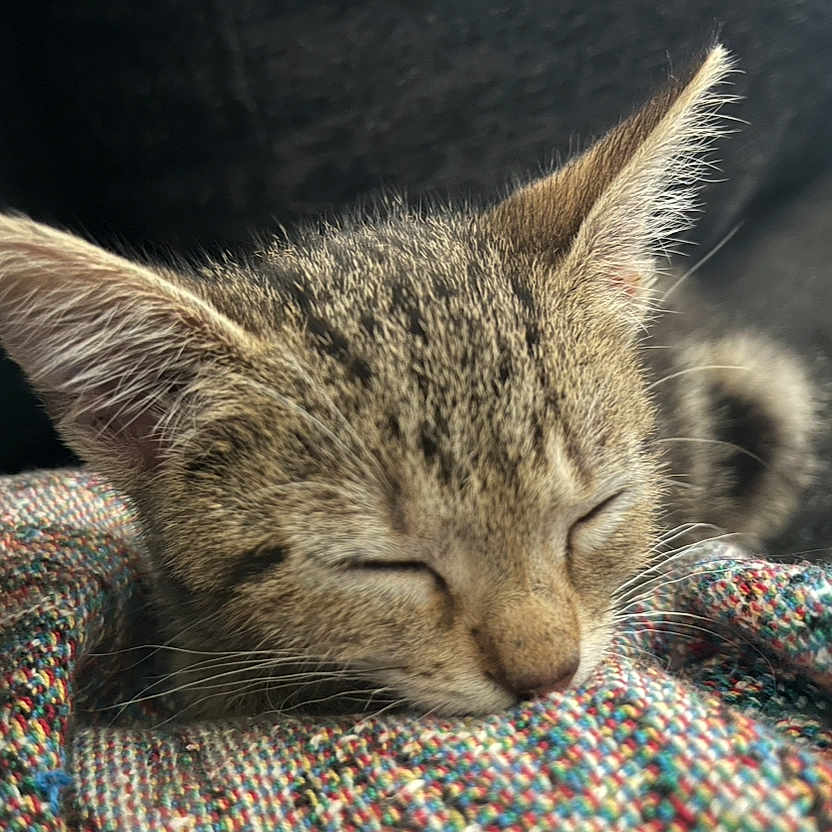Sigurd is registered to the contest to win money with this photo: kitten, cat, sleeping, tabby, close_up, fur, whiskers, blanket, texture, cozy, cute, pet, indoor, resting, small, animal, young, peaceful, soft, relaxation