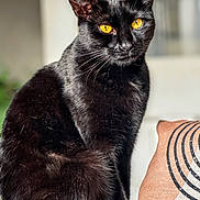 Wayne joined the competition — help win amazing prizes! black_cat, cat, pet, animal, feline, golden_eyes, sitting, indoor, close_up, portrait, fur, whiskers, ears, pillow, decor, home, soft_light, blurred_background, black_fur, mysterious