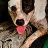 dog, black_and_white, tongue_out, shorts, paw, indoor, pet, laying_down, resting, canine, fur, animal, closeup, cute, mammal, companion, domestic, relaxed, looking_at_camera, floor