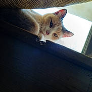 Patches joined the competition — help win amazing prizes! animal, cat, closeup, curious, cute, domestic_animal, ears, face, feline, fur, indoor, light, looking_down, natural_light, pet, resting, shadow, whiskers, window, wood