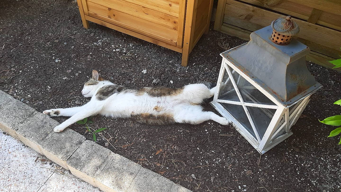 Mazarine participe au concours pour gagner de l'argent avec cette photo : cabinetry, carnivore, cat, chest, chest_of_drawers, chiffonier, cupboard, drawer, dresser, felidae, foot, fur, home, nightstand, paw, sideboard, small_to_medium_sized_cats, tail, wood, wood_stain