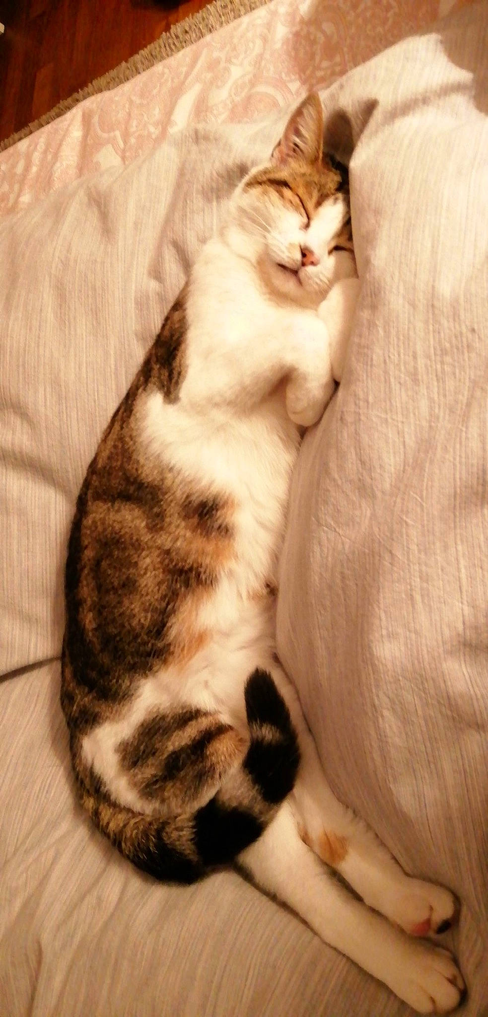 Mazarine participe au concours pour gagner de l'argent avec cette photo : carnivore, cat, comfort, domestic_short_haired_cat, felidae, fur, small_to_medium_sized_cats, snout, tail, toe, vertebrate, whiskers