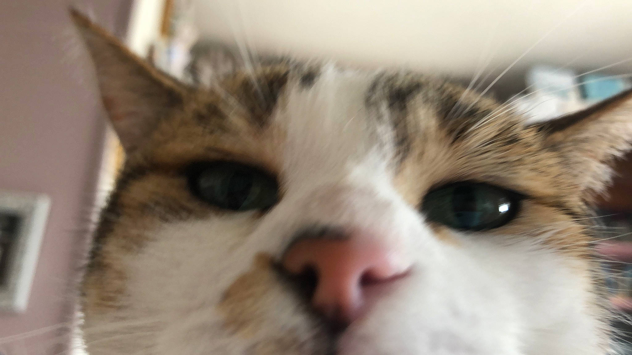 Mazarine a rejoint le concours — aidez-le/la à gagner de superbes lots ! beige, carnivore, cat, close_up, curious, domestic_short_haired_cat, felidae, fur, iris, small_to_medium_sized_cats, snout, terrestrial_animal, vertebrate, whiskers