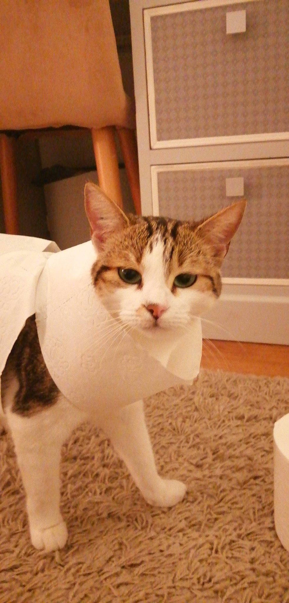 Mazarine a rejoint le concours — aidez-le/la à gagner de superbes lots ! carnivore, cat, domestic_short_haired_cat, fawn, felidae, floor, flooring, foot, fur, paper, paper_towel, small_to_medium_sized_cats, snout, tail, terrestrial_animal, tissue_paper, toe, vertebrate, whiskers