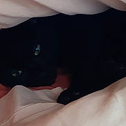 Sherkan participe au concours pour gagner de l'argent avec cette photo : cat, black_cat, blanket, bed, cozy, indoor, pet, animal, fur, sleeping, resting, eyes, hidden, dark, soft, comfort, cute, domestic_cat, feline, nap