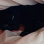cat, black_cat, blanket, bed, cozy, indoor, pet, animal, fur, sleeping, resting, eyes, hidden, dark, soft, comfort, cute, domestic_cat, feline, nap