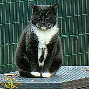 Plume participe au concours pour gagner de l'argent avec cette photo : animal, black_and_white, cat, centered_subject, fence, fur, green_background, leaves, outdoor, patio, paws, pet, portrait, potted_plant, serious_expression, sitting, table, tuxedo_cat, whiskers, yellow_eyes