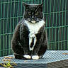 animal, black_and_white, cat, centered_subject, fence, fur, green_background, leaves, outdoor, patio, paws, pet, portrait, potted_plant, serious_expression, sitting, table, tuxedo_cat, whiskers, yellow_eyes