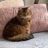 animal, blanket, brown_fur, cat, couch, fluffy, furniture, home, indoors, long_hair, pet, pillow, portrait, relaxed, serious_expression, sitting, sofa, striped_pillow, tabby_cat, tail