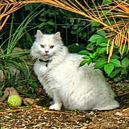 Smoothie participe au concours pour gagner de l'argent avec cette photo : cat, white_cat, fluffy, outdoor, garden, plants, greenery, orange_leaves, soil, collar, pet, animal, nature, feline, curious, sitting, ground, leafy, wildlife, portrait
