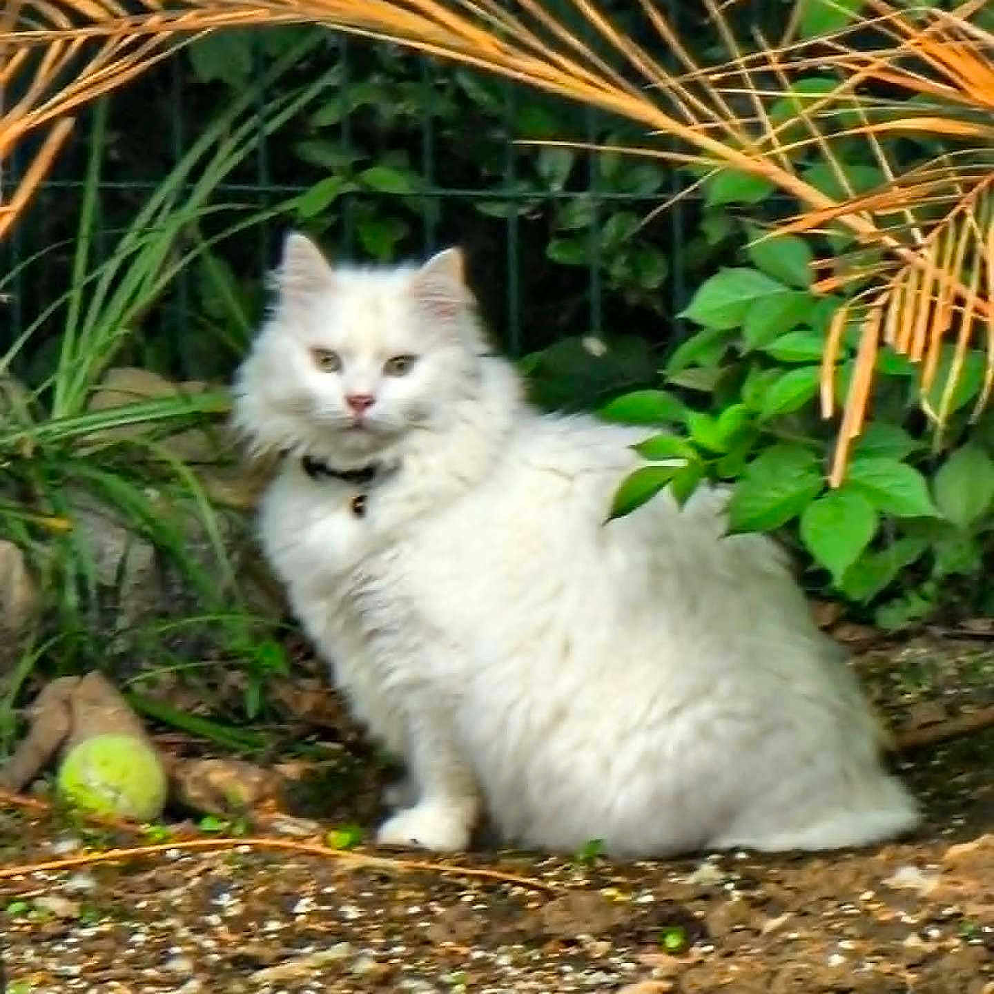 Smoothie participe au concours pour gagner de l'argent avec cette photo : cat, white_cat, fluffy, outdoor, garden, plants, greenery, orange_leaves, soil, collar, pet, animal, nature, feline, curious, sitting, ground, leafy, wildlife, portrait