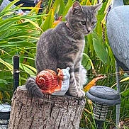 Ti Bou participe au concours pour gagner de l'argent avec cette photo : cat, kitten, gray_cat, animal, pet, sitting, outdoor, garden, plants, leaves, tree_stump, snail_ornament, garden_decor, fence, backyard, greenery, whiskers, ears, furry, portrait