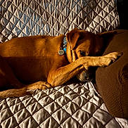 Beamer joined the competition — help win amazing prizes! dog, brown_dog, pet, sleeping, resting, curled_up, paws, facepalm, collar, tag, couch, sofa, quilt, blanket, cozy, indoors, warm_lighting, portrait, relaxed, cute