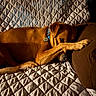 dog, brown_dog, pet, sleeping, resting, curled_up, paws, facepalm, collar, tag, couch, sofa, quilt, blanket, cozy, indoors, warm_lighting, portrait, relaxed, cute