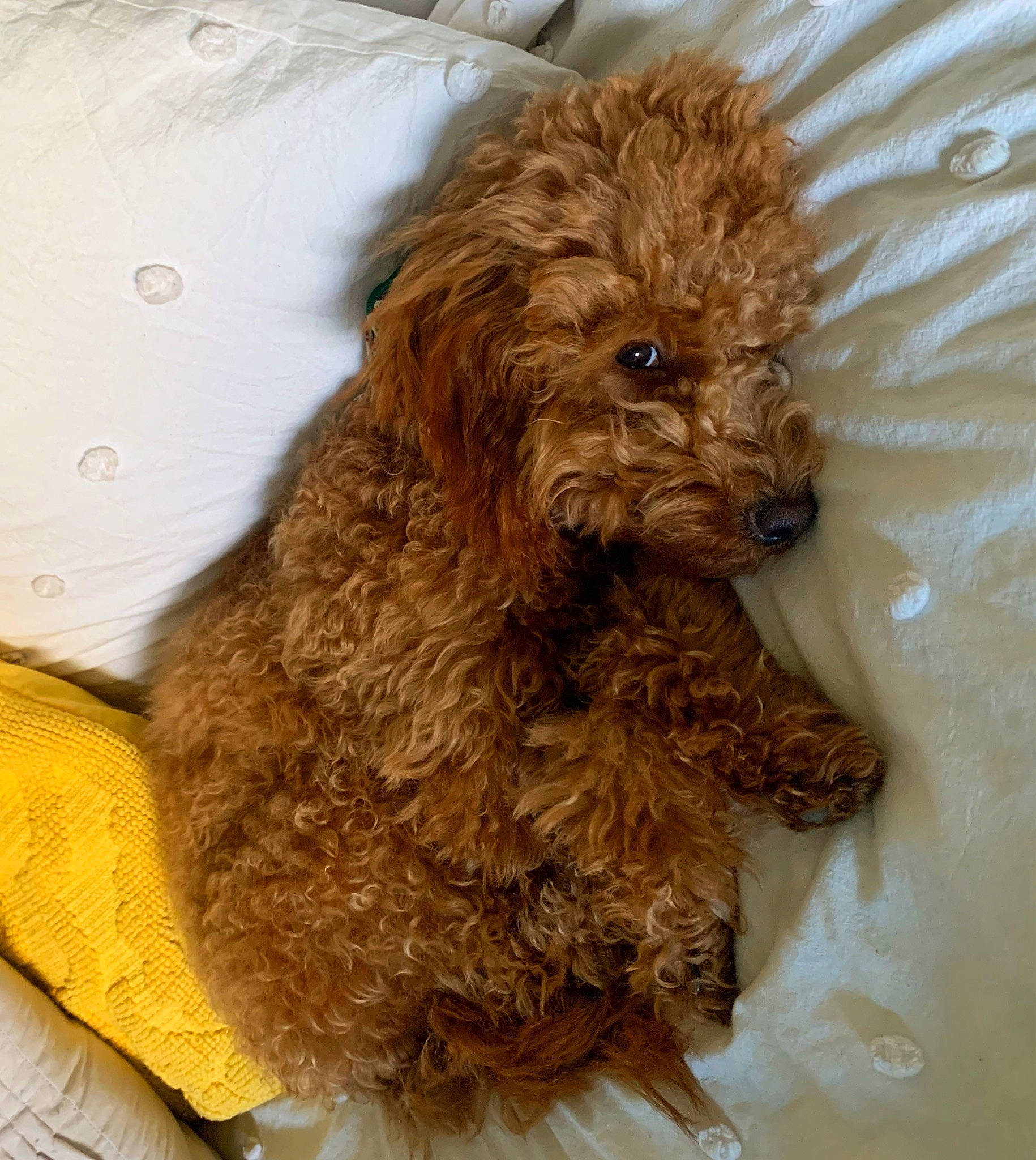 Finley joined the competition — help win amazing prizes! canidae, carnivore, companion_dog, dog, dog_breed, dog_supply, fur, liver, maltepoo, poodle, poodle_crossbreed, puppy, small_terrier, snout, sporting_group, terrier, toy_dog, water_dog, working_animal, yorkipoo