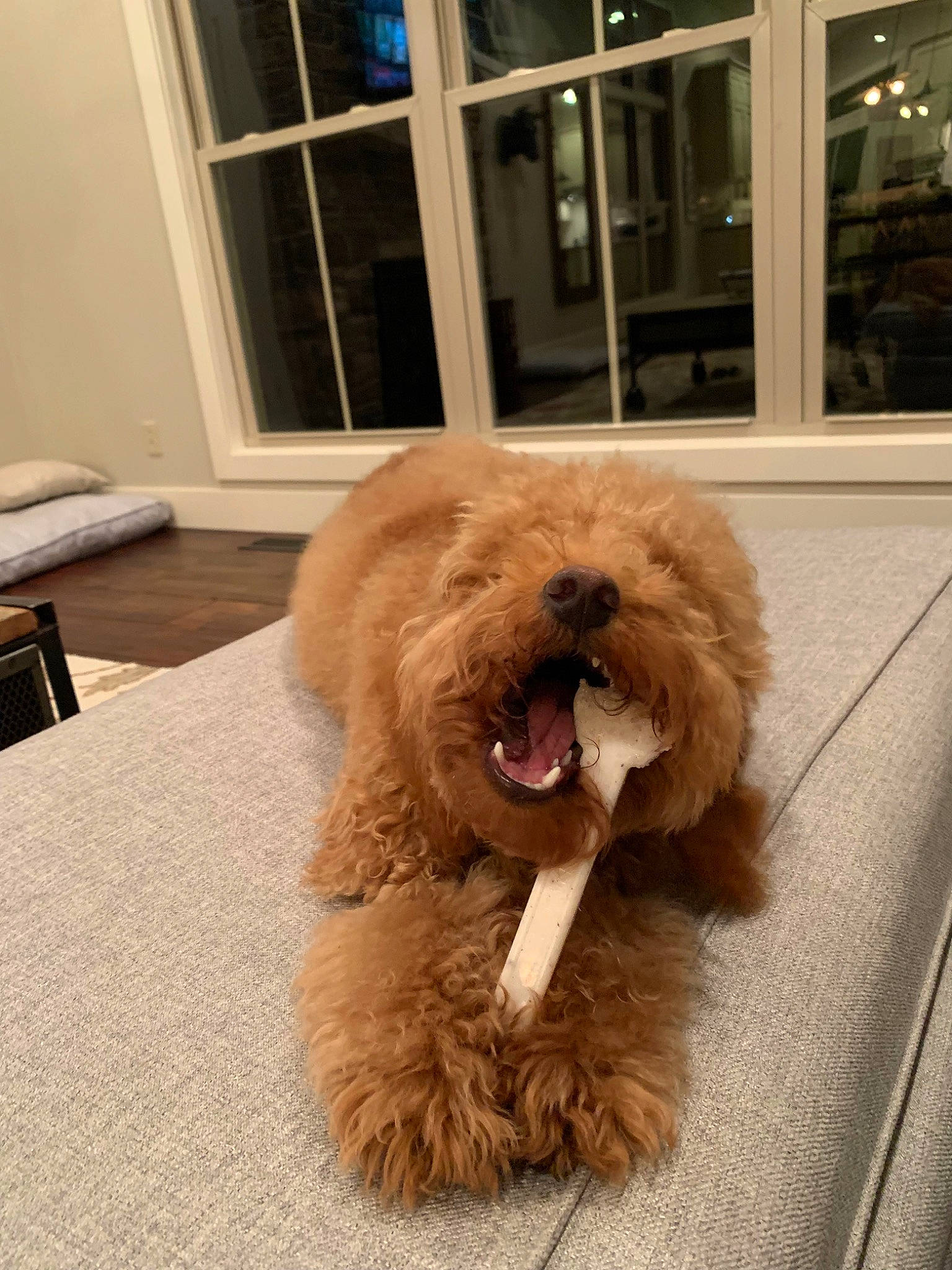 Finley is registered to the contest to win money with this photo: canidae, carnivore, companion_dog, dog, dog_breed, fawn, flooring, fur, hardwood, liver, natural_material, poodle, snout, sporting_group, terrier, toy_dog, water_dog, window, wood, working_animal