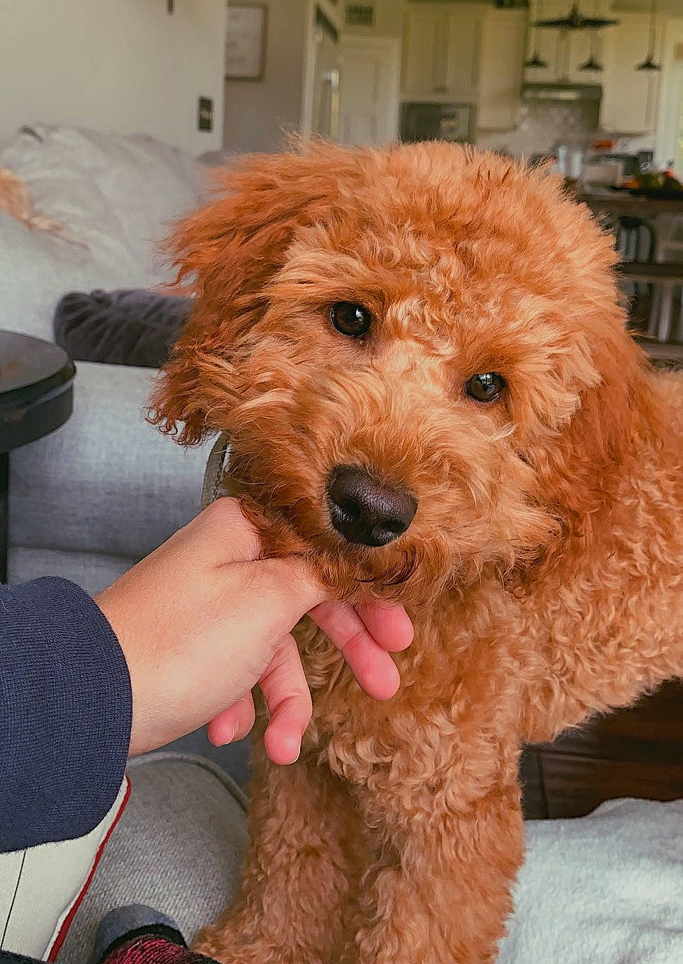 Finley is registered to the contest to win money with this photo: canidae, carnivore, companion_dog, dog, dog_breed, dog_collar, fawn, fur, glasses, maltepoo, non_sporting_group, poodle, small_terrier, snout, sporting_group, terrier, toy_dog, water_dog, working_animal, yorkipoo