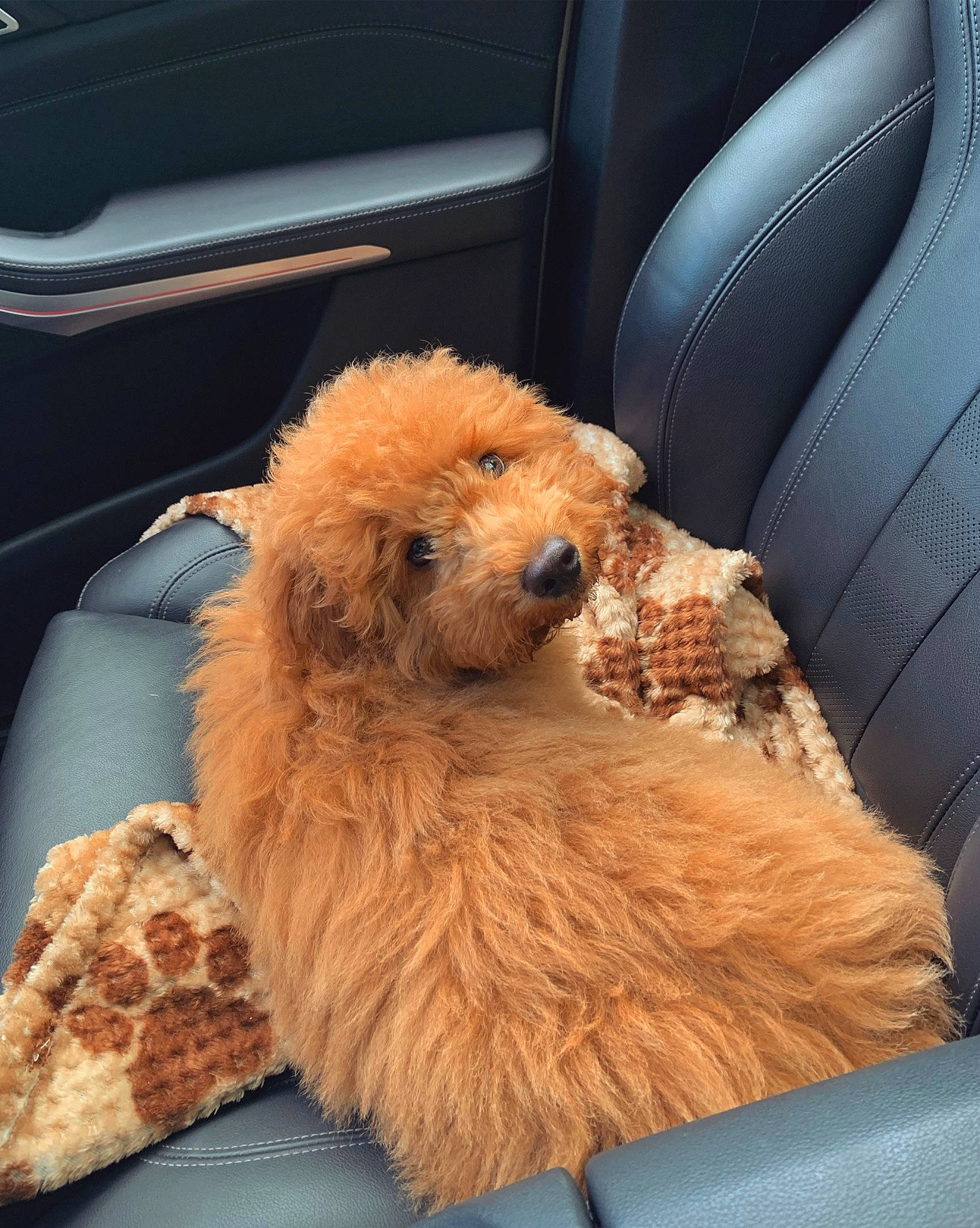 Finley is registered to the contest to win money with this photo: canidae, car, car_seat, car_seat_cover, carnivore, comfort, companion_dog, dog, dog_breed, fawn, fur, glasses, hat, poodle, snout, sporting_group, sunglasses, terrier, toy, toy_dog