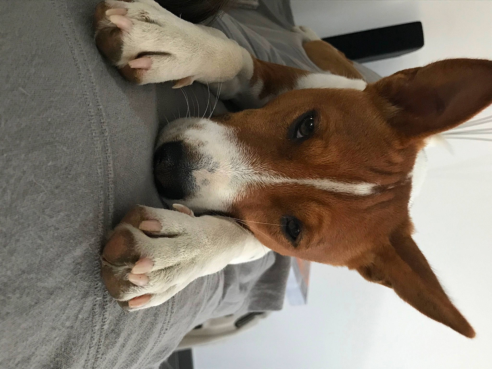 Rod participe au concours pour gagner de l'argent avec cette photo : aspin, basenji, canidae, carnivore, companion_dog, dog, dog_breed, ear, fawn, feist, ibizan_hound, mammal, miniature_fox_terrier, rat_terrier, snout, street_dog, teddy_roosevelt_terrier, tenterfield_terrier, vertebrate