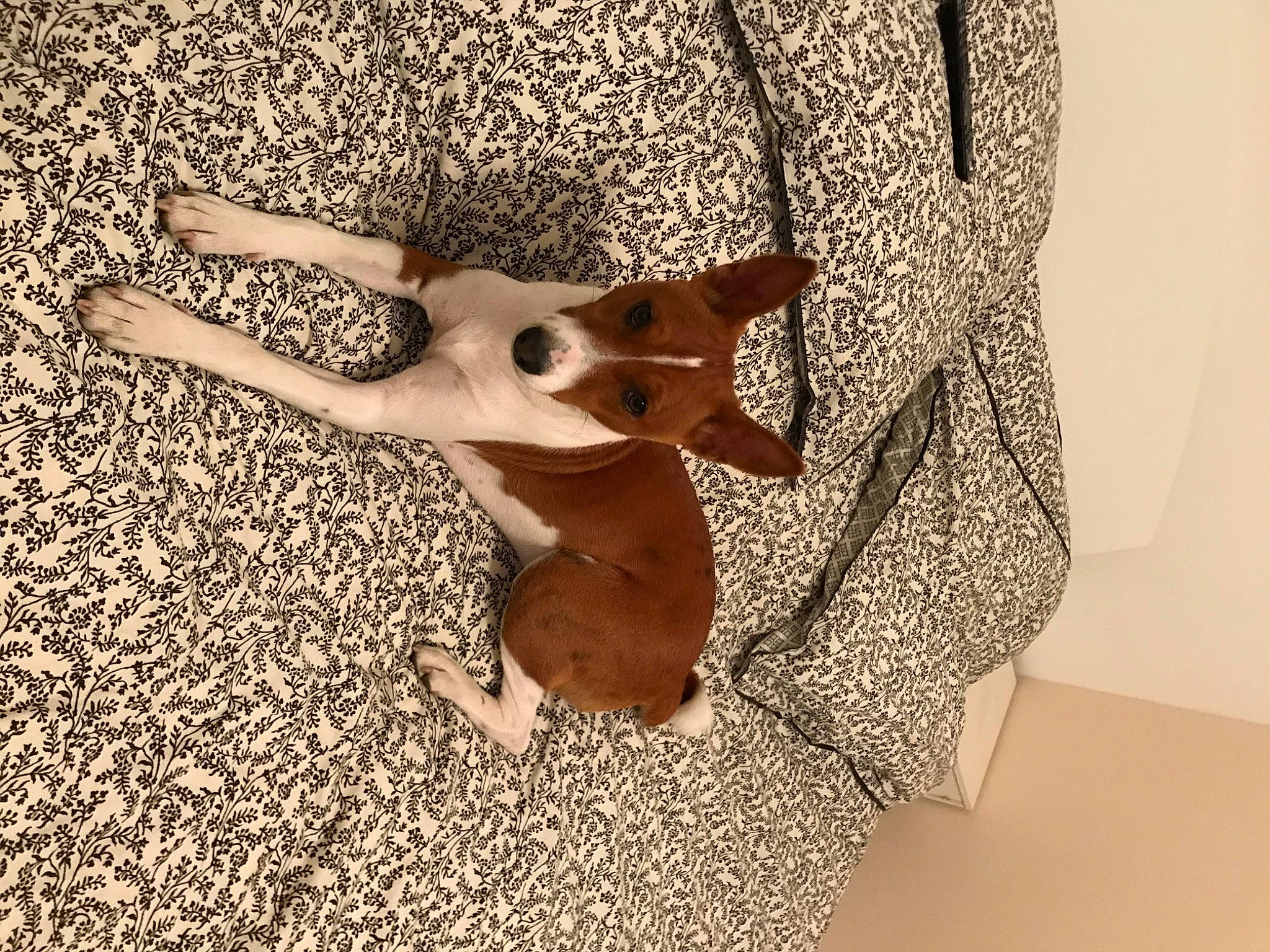 Rod participe au concours pour gagner de l'argent avec cette photo : canidae, carnivore, dog, dog_breed, ear, fawn, french_bulldog, non_sporting_group, paw, puppy