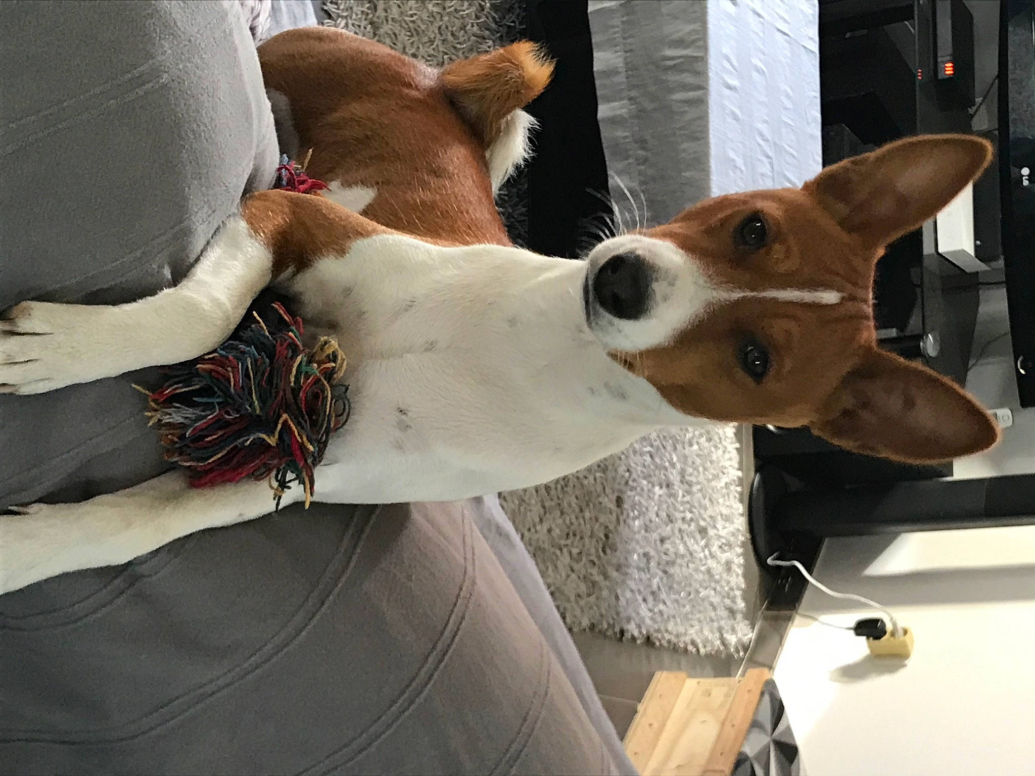 Rod a rejoint le concours — aidez-le/la à gagner de superbes lots ! basenji, canidae, carnivore, companion_dog, dog, dog_breed, ear, feist, ibizan_hound, mammal, miniature_fox_terrier, rat_terrier, snout, teddy_roosevelt_terrier, tenterfield_terrier, toy_fox_terrier, vertebrate