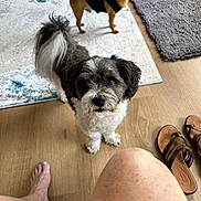 Teddy Bear is registered to the contest to win money with this photo: animal, barefoot, black_and_white_dog, companion, cute, dog, domestic, feet, floor, home, indoor, legs, looking_up, person, pet_clothing, rug, sandals, small_dog, tan_dog, wooden_floor