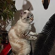 Vayana a rejoint le concours — aidez-le/la à gagner de superbes lots ! animal, blue_eyes, cat, close_up, curious, decorative_mask, domestic, ears, feline, fur, gray_surface, houseplant, indoor, pet, plant, portrait, shadow, sitting, wall, whiskers