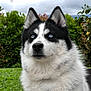 Vaya a rejoint le concours — aidez-le/la à gagner de superbes lots ! dog, husky, blue_eyes, fur, pet, animal, outdoor, greenery, bushes, grass, sky, cloudy, portrait, muzzle, ears, nature, canine, fluffy, watchful, companion