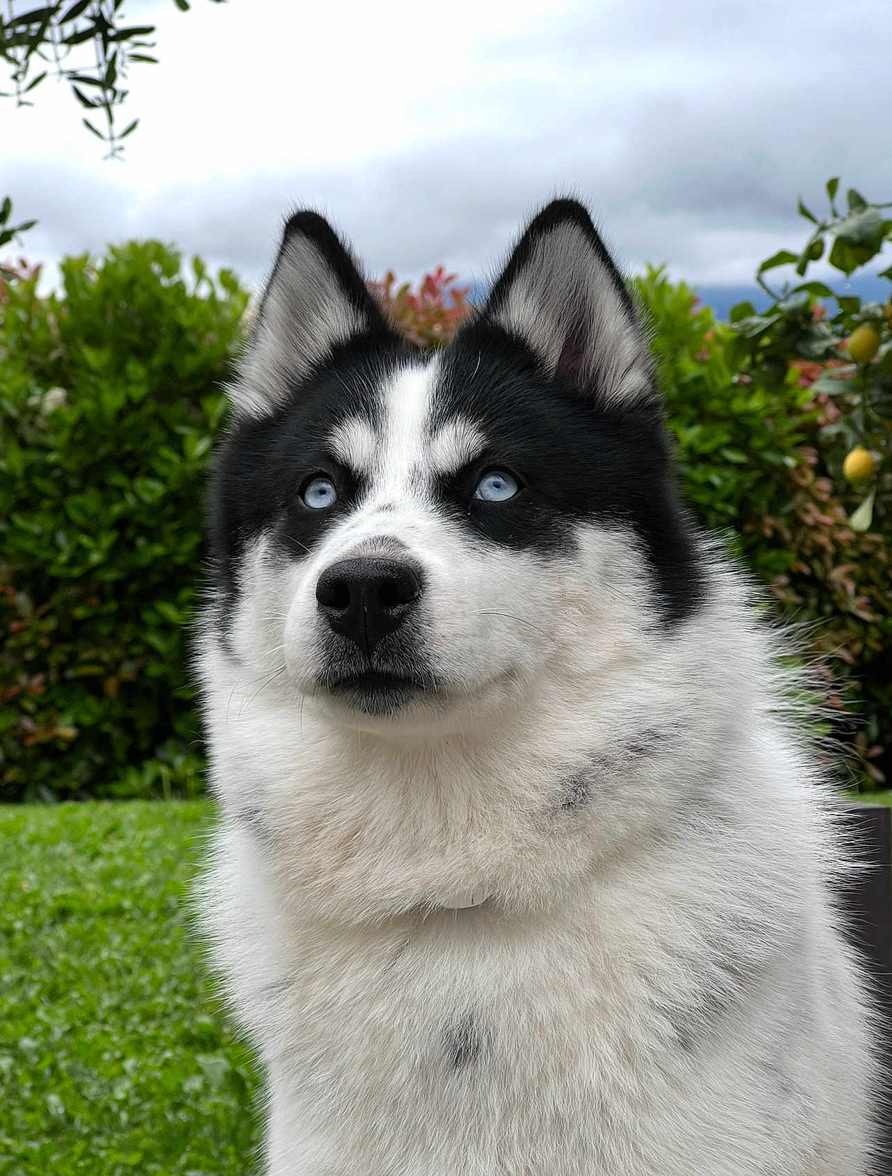 Vaya a rejoint le concours — aidez-le/la à gagner de superbes lots ! dog, husky, blue_eyes, fur, pet, animal, outdoor, greenery, bushes, grass, sky, cloudy, portrait, muzzle, ears, nature, canine, fluffy, watchful, companion