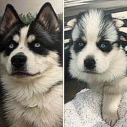 Vaya participe au concours pour gagner de l'argent avec cette photo : dog, husky, puppy, pet, animal, fur, blue_eyes, cute, portrait, mammal, companion, domestic_animal, whiskers, black_and_white, outdoor, close_up, face, head, young, friendly