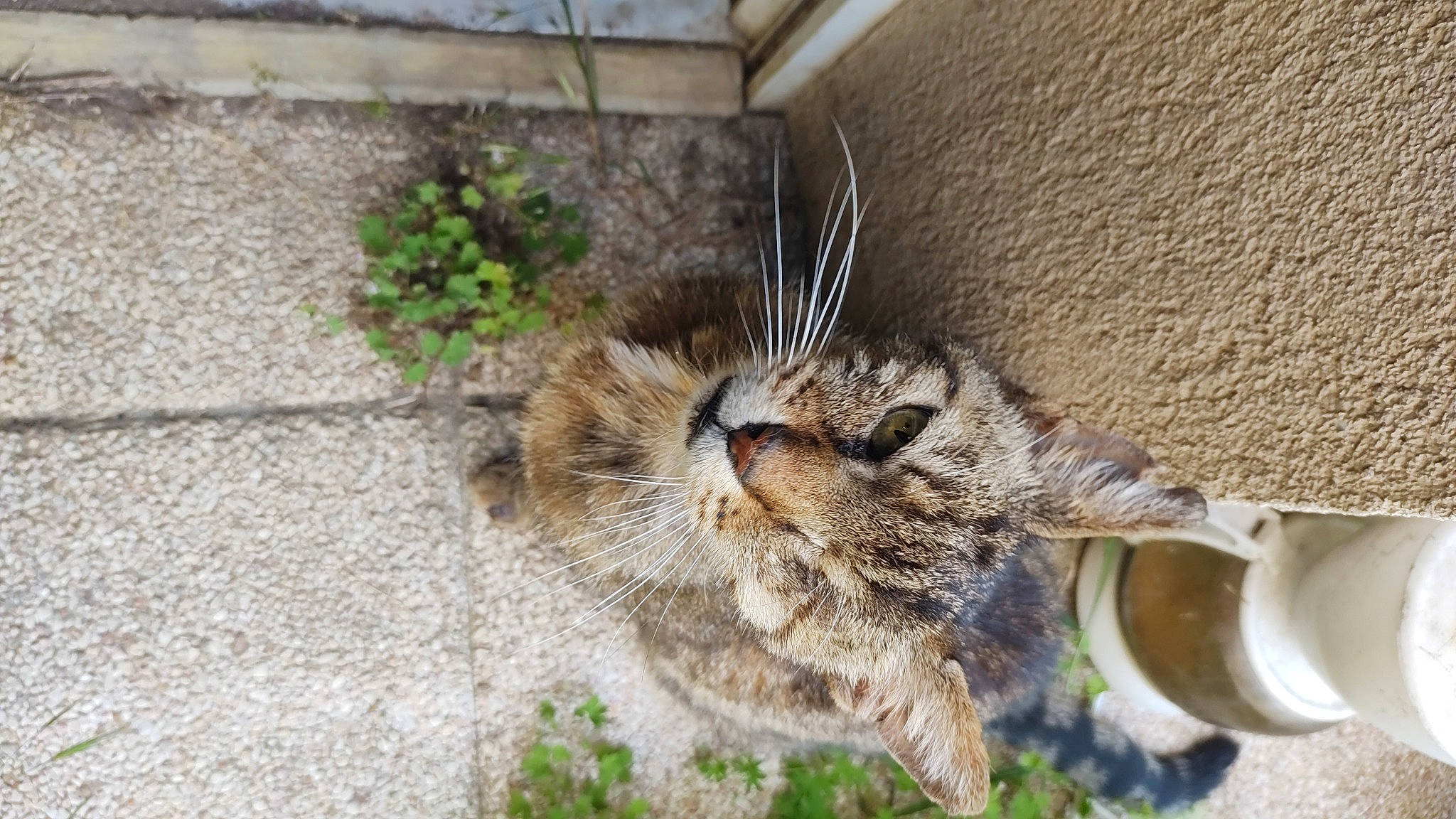 Mimi a rejoint le concours — aidez-le/la à gagner de superbes lots ! carnivore, cat, claw, domestic_short_haired_cat, felidae, flooring, flowerpot, fur, grass, paw, plant, small_to_medium_sized_cats, snout, soil, tableware, tail, terrestrial_animal, whiskers, wildlife, wood