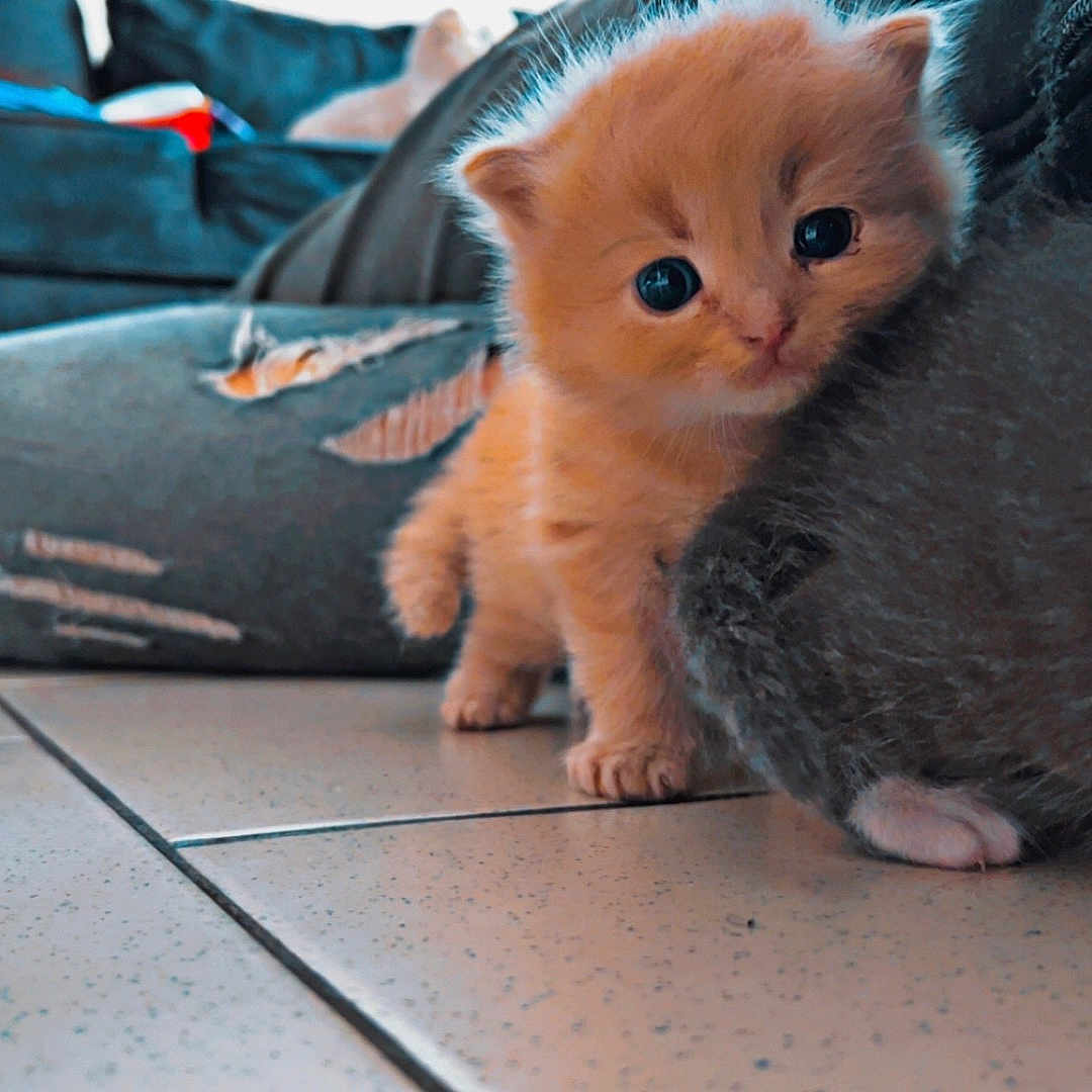 Caramel a rejoint le concours — aidez-le/la à gagner de superbes lots ! animal, cat, couch, cozy, curious, cute, domestic, floor, fur, furniture, gray_cat, indoor, kitten, orange_cat, paw, pet, small, tile_floor, whiskers, young