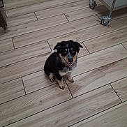 Piper joined the competition — help win amazing prizes! puppy, dog, pet, animal, sitting, fluffy, black_fur, brown_fur, white_markings, happy, open_mouth, looking_at_camera, portrait, indoor, tile_floor, wood_pattern, cart, wheels, household, cute